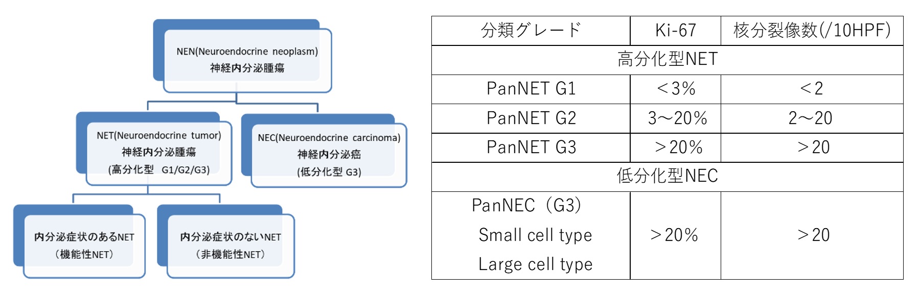 図. 膵神経内分泌腫瘍とは｜膵臓の病気と治療