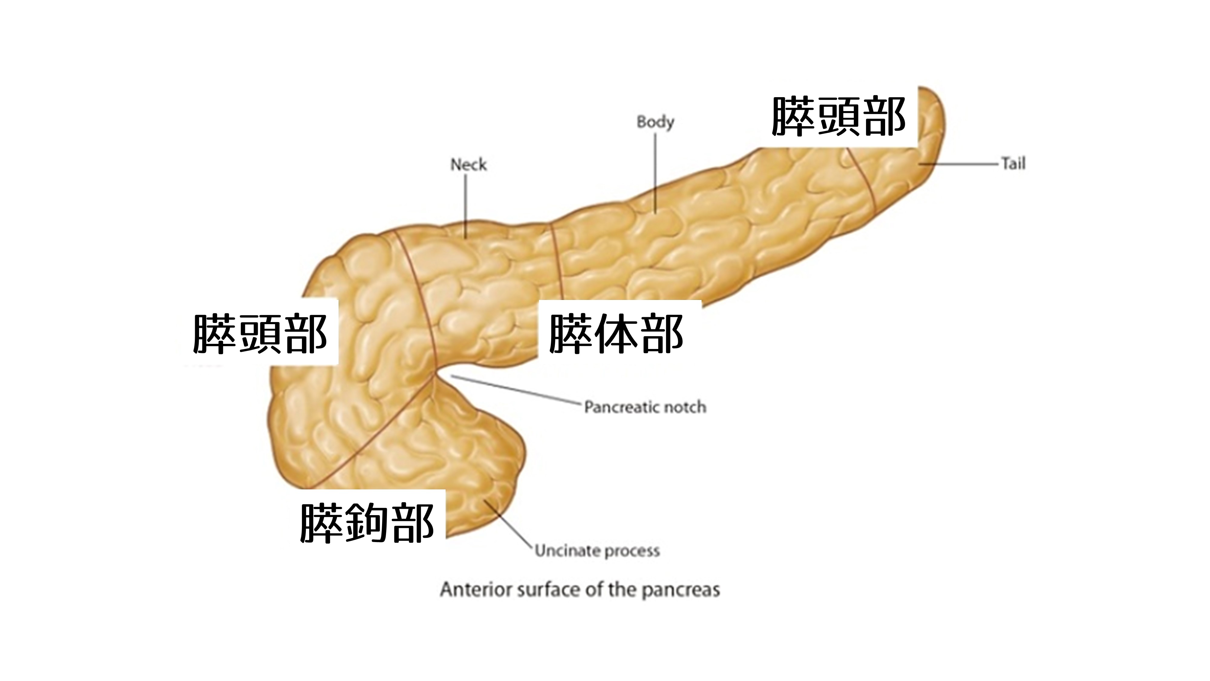 図1.膵臓とは？｜腹腔鏡下膵切除