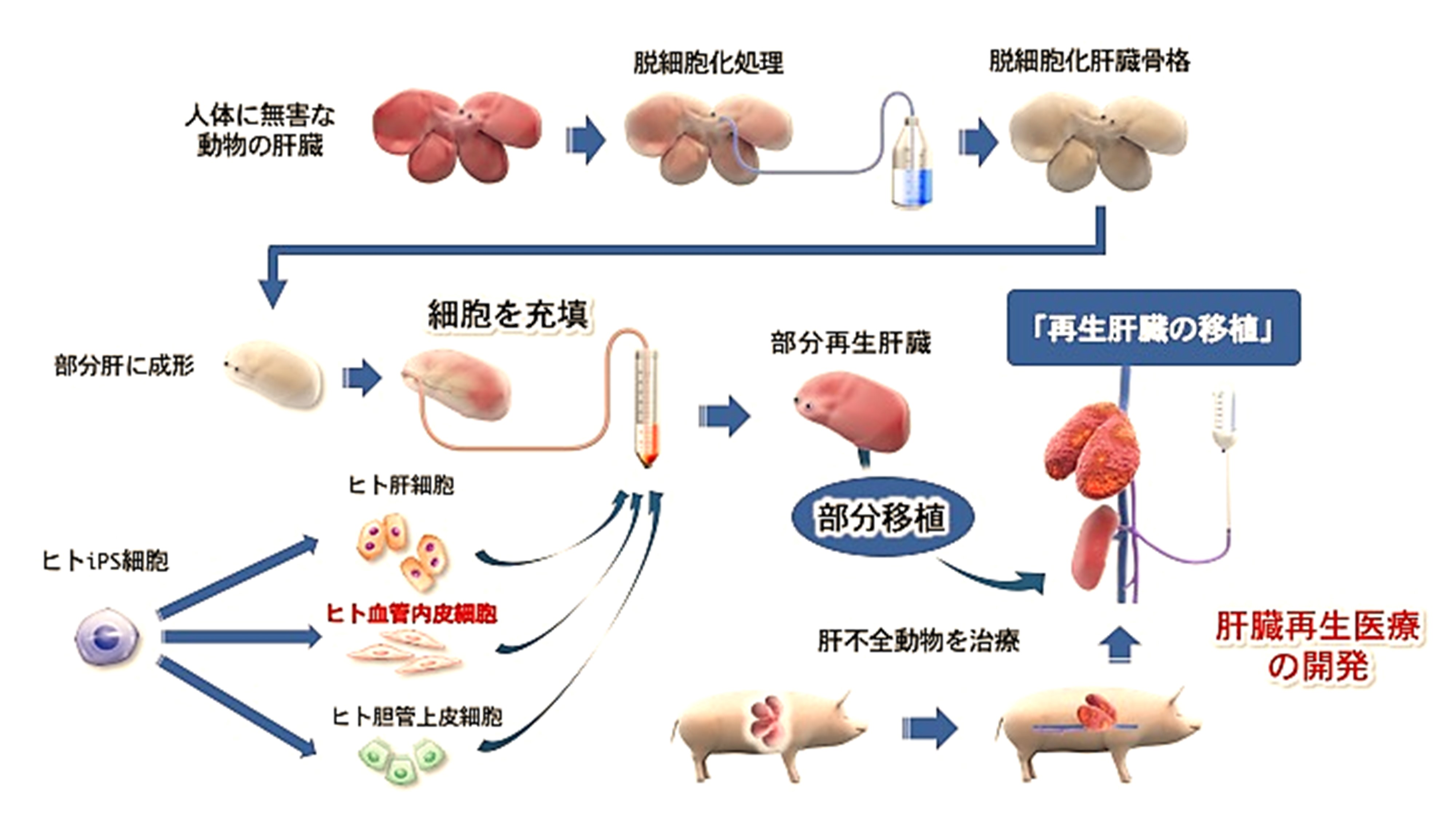 図.臓器脱細胞化＋iPS細胞という新しい技術｜再生医療